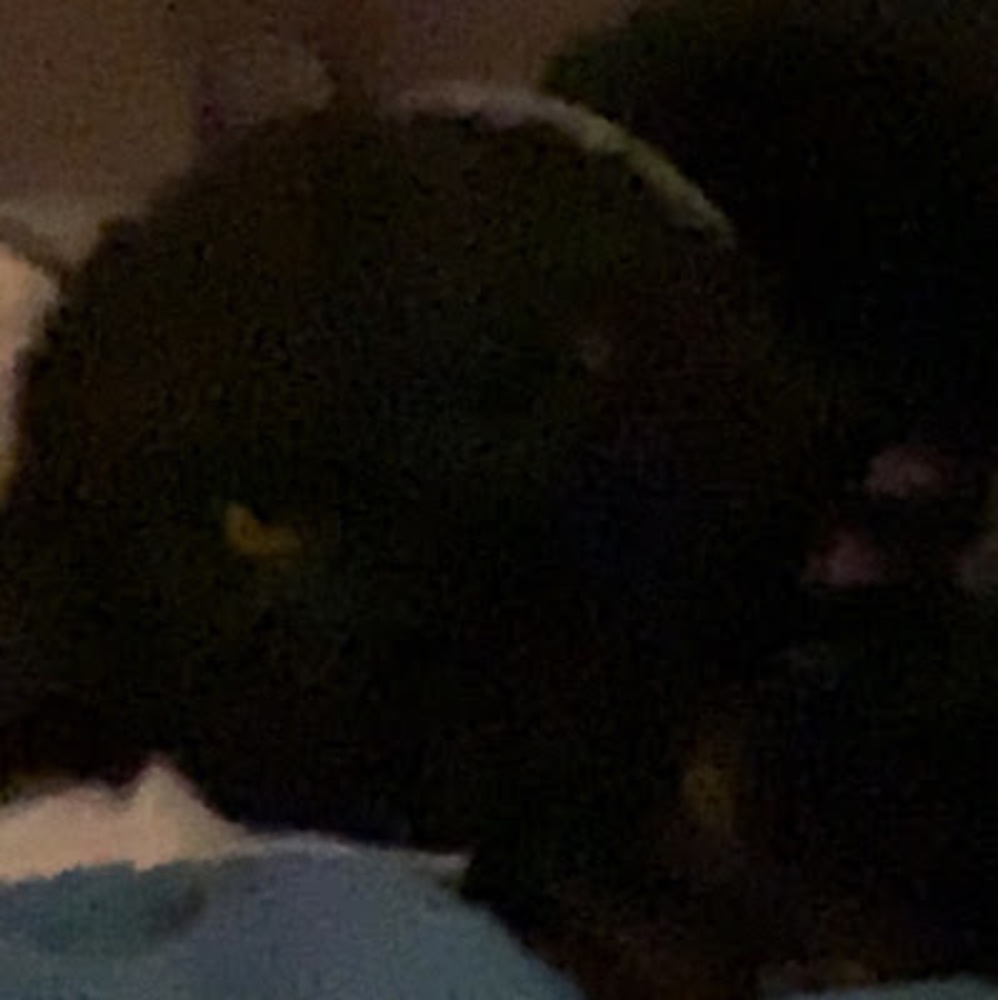 Meet your Posher, Leon